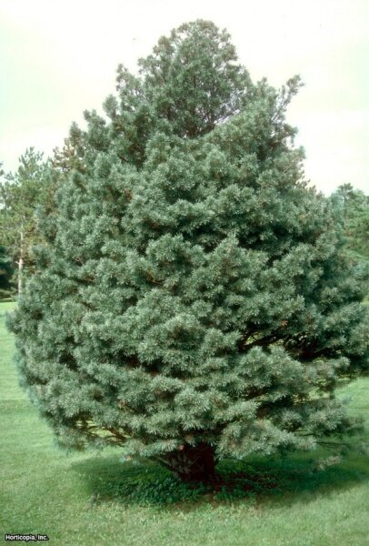 Сосна обыкновенная (Pinus Sylvestris)