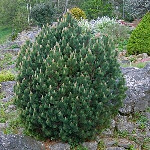 Сосна обыкновенная Ватерери (Pinus Sylvestris Watereri)