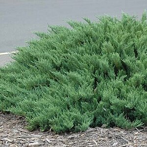 Можжевельник казацкий Сабина Мас (Juniperus Sabina Mas)