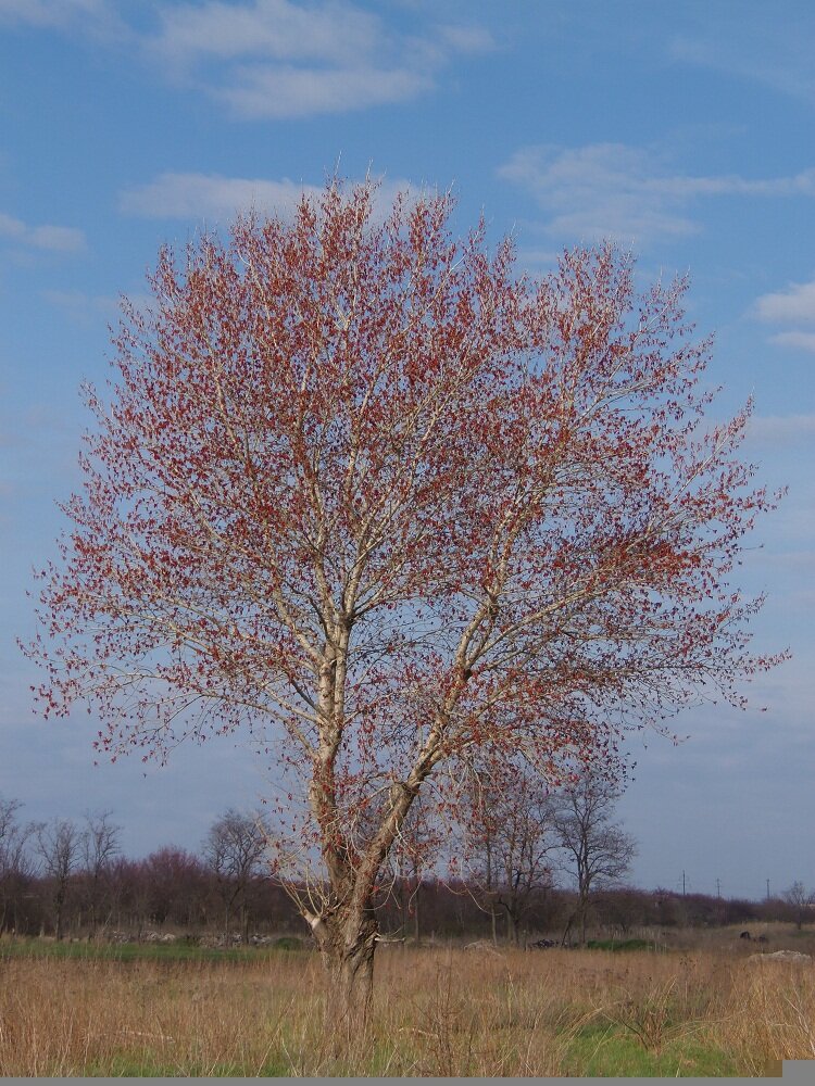 Дополнительное фото Тополь бальзамический (Populus balsamifera) #1