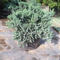 Дополнительное фото Можжевельник чешуйчатый Блю Стар (Juniperus squamata Blue Star) #2