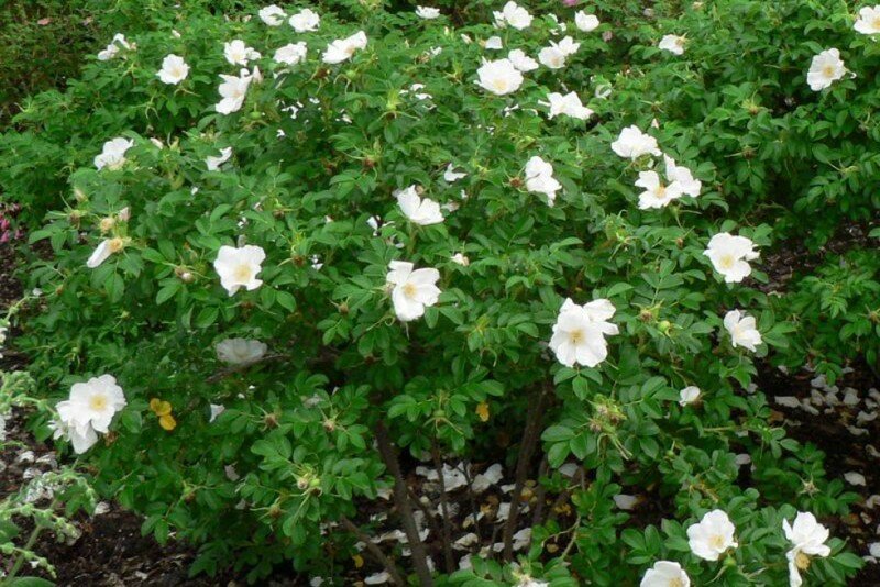 Роза морщинистая Альба (Rosa rugosa Alba)