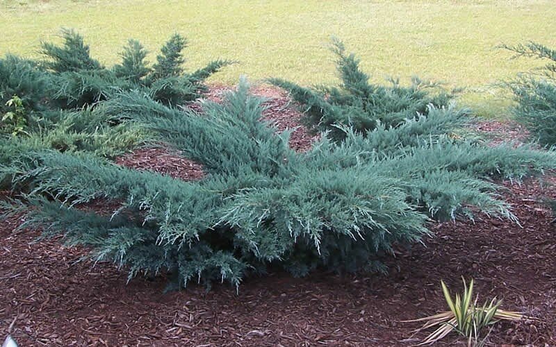 Можжевельник виргинский Грей Оул (Juniperus virginiana Grey Owl)