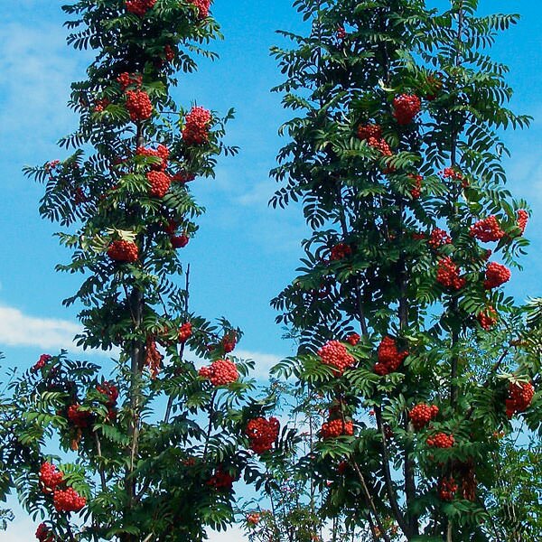 Рябина обыкновенная Фастигиата (Sorbus aucuparia Fastigiata)