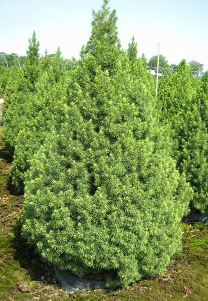 Ель канадская Коника (Picea Glauca Conica)