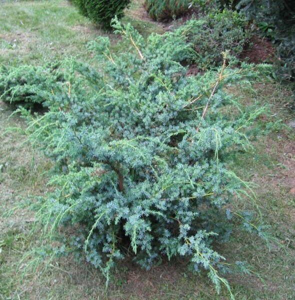 Можжевельник китайский Блу Альпс (Juniperus chinensis Blue Alps)