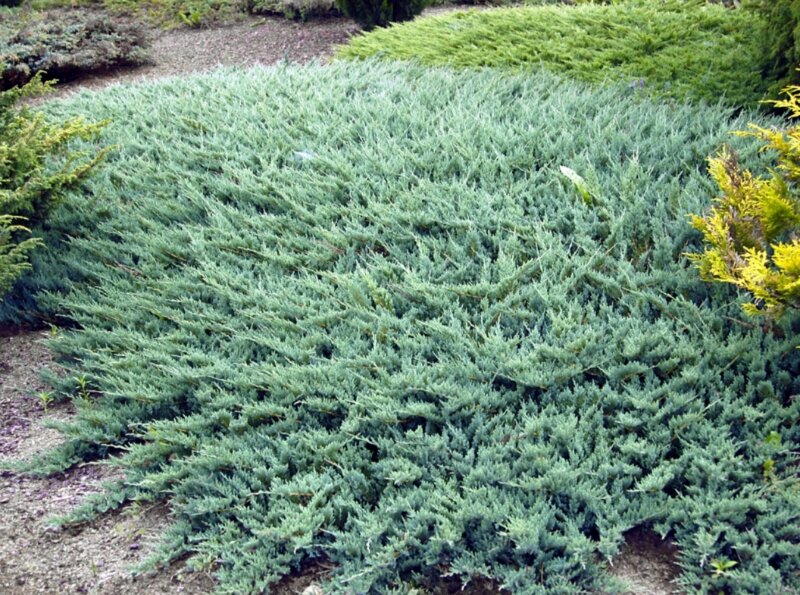Можжевельник казацкий сабина Глаука (Juniperus sabina Glauca)