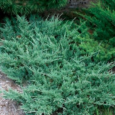 Можжевельник горизонтальный Хьюз (Juniperus horizontalis Hughes)