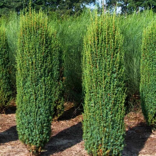 Можжевельник обыкновенный Хиберника (Juniperus communis Hibernica)