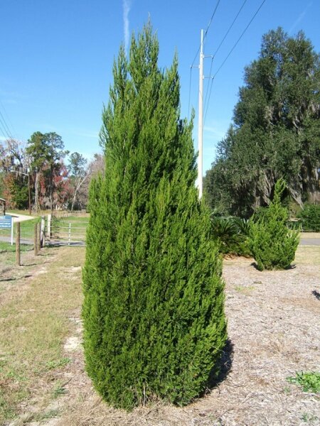 Можжевельник китайский Обелиск (Juniperus chinensis Obelisk)