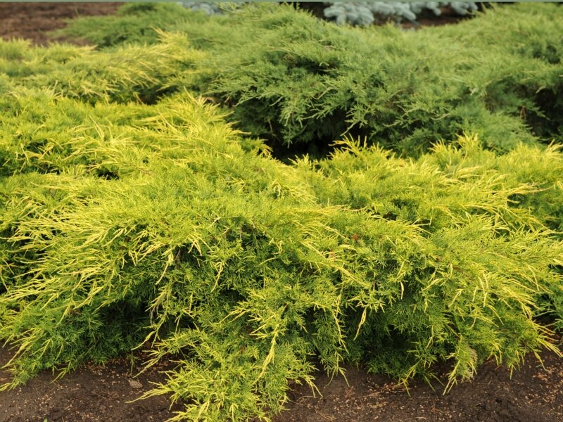 Можжевельник средний Голд Стар (Juniperus pfitzeriana Goldstar)