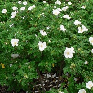 Роза морщинистая Альба (Rosa rugosa Alba)