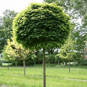 Клен остролистный Глобозум (Acer platanoides Globosum)