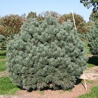 Дополнительное фото Сосна обыкновенная (Pinus Sylvestris) #1