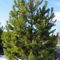 Дополнительное фото Сосна обыкновенная (Pinus Sylvestris) #8