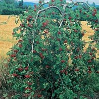 Дополнительное фото Рябина обыкновенная Пендула (Sorbus aucuparia Pendula) #1
