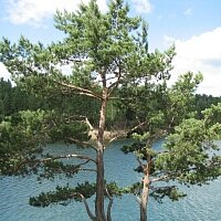 Дополнительное фото Сосна обыкновенная (Pinus Sylvestris) #9