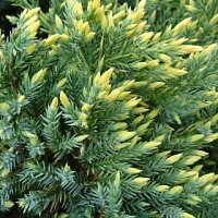 Дополнительное фото Можжевельник чешуйчатый Голд Тип (Juniperus squamata Gold Tip) #1