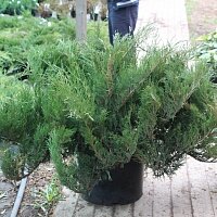 Дополнительное фото Можжевельник казацкий Тамарисцифолия (Juniperus sabina Tamariscifolia) #3