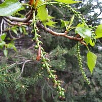 Дополнительное фото Тополь бальзамический (Populus balsamifera) #3