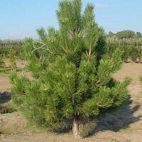 Дополнительное фото Сосна обыкновенная (Pinus Sylvestris) #2