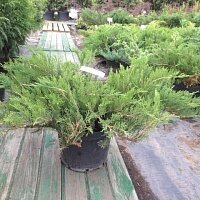 Дополнительное фото Можжевельник казацкий Тамарисцифолия (Juniperus sabina Tamariscifolia) #2