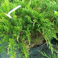 Дополнительное фото Можжевельник казацкий Тамарисцифолия (Juniperus sabina Tamariscifolia) #1