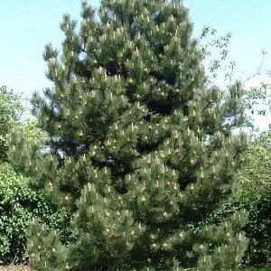 Сосна обыкновенная Фастигиата (Pinus sylvestris Fastigiata)