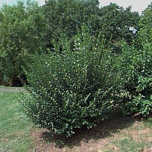 Бирючина обыкновенная (Ligustrum vulgare)