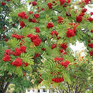 Рябина обыкновенная (Sorbus aucuparia)