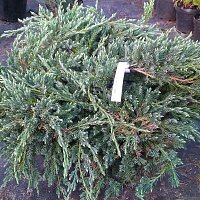 Дополнительное фото Можжевельник чешуйчатый Блю Карпет (Juniperus squamata Blue Carpet) #1