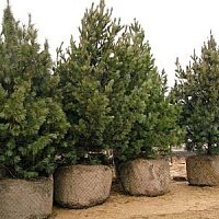 Дополнительное фото Сосна обыкновенная (Pinus Sylvestris) #7