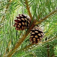 Дополнительное фото Сосна обыкновенная (Pinus Sylvestris) #3