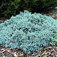 Дополнительное фото Можжевельник чешуйчатый Блю Стар (Juniperus squamata Blue Star) #1