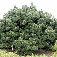 Дополнительное фото Сосна обыкновенная Ватерери (Pinus Sylvestris Watereri) #1