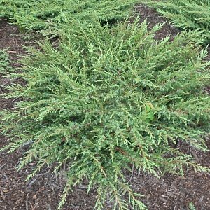 Можжевельник обыкновенный Грин Карпет (Juniperus communis Green Carpet)