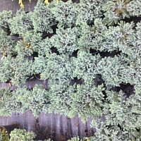 Дополнительное фото Можжевельник чешуйчатый Блю Стар (Juniperus squamata Blue Star) #3