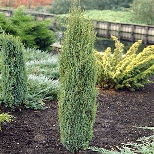 Можжевельник обыкновенный Арнольд (Juniperus communis Arnold)