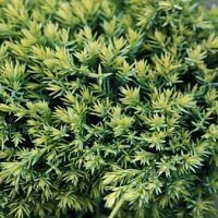 Дополнительное фото Можжевельник чешуйчатый Голд Тип (Juniperus squamata Gold Tip) #3