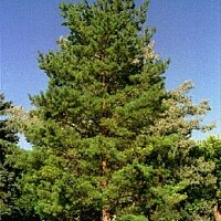 Дополнительное фото Сосна обыкновенная (Pinus Sylvestris) #5