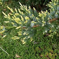 Дополнительное фото Можжевельник чешуйчатый Голд Тип (Juniperus squamata Gold Tip) #2