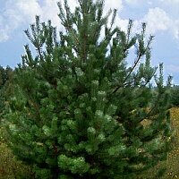 Дополнительное фото Сосна обыкновенная (Pinus Sylvestris) #4