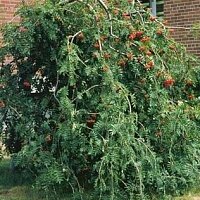 Дополнительное фото Рябина обыкновенная Пендула (Sorbus aucuparia Pendula) #2