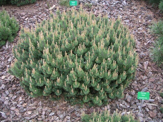 Сосна горная Хампи (Pinus mugo Humpy)