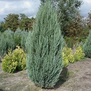 Можжевельник горный Скайрокет (Juniperus scopulorum Skyrocket)