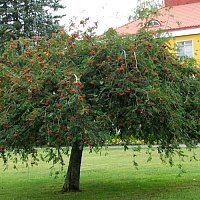 Дополнительное фото Рябина обыкновенная Пендула (Sorbus aucuparia Pendula) #3